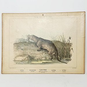 Otter Print